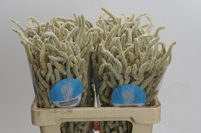 <h4>Amaranthus Yearming Desert</h4>