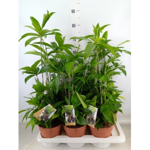 Dracaena surculosa