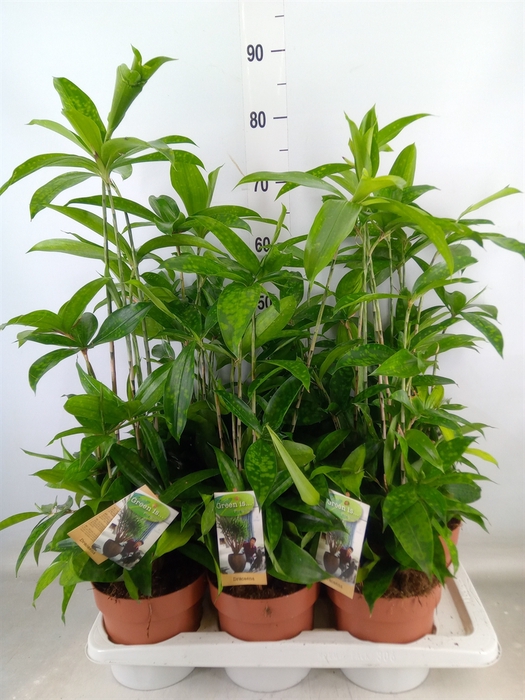 <h4>Dracaena surculosa</h4>