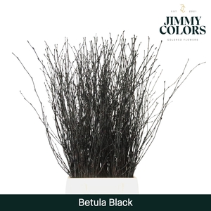 Betula L60 Black