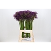 Allium Purple Rain