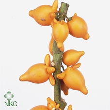 <h4>Solanum Pig Face Stem Yellow</h4>
