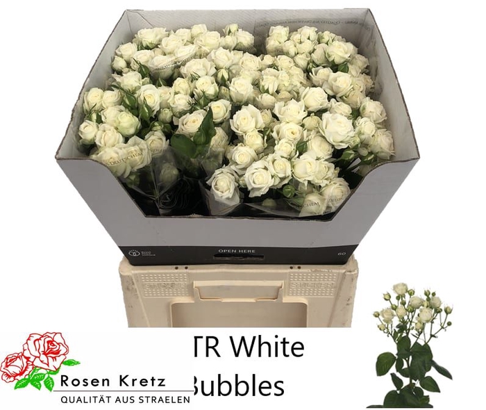 <h4>R TR WHITE BUBBLES</h4>