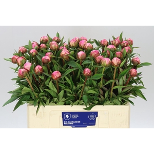 Paeonia Dr A Fleming