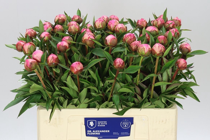 <h4>Paeonia Dr A Fleming</h4>