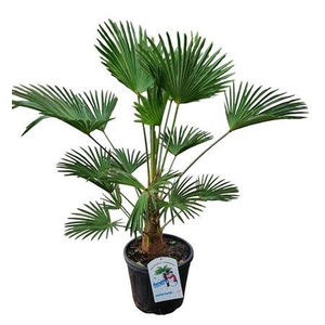 Trachycarpus Wagnerianus Nl Paspoort 120+