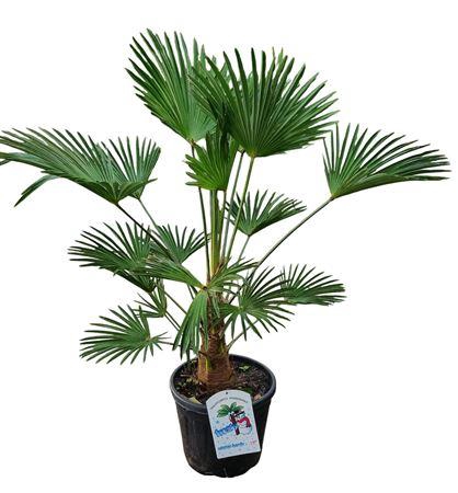 <h4>Trachycarpus Wagnerianus Nl Paspoort 120+</h4>
