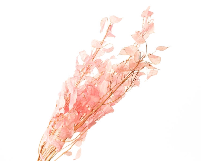 Lunaria Pink