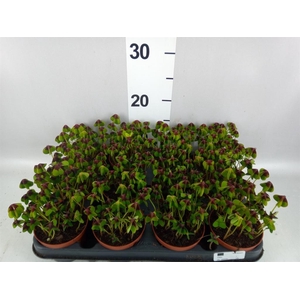 Oxalis deppei