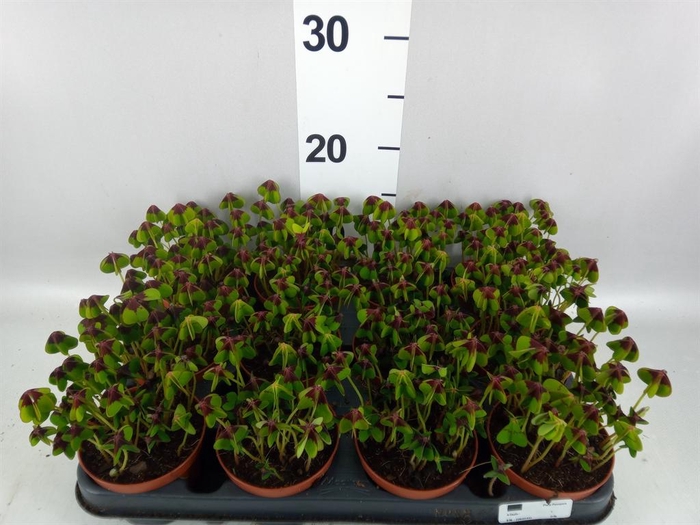 <h4>Oxalis deppei</h4>