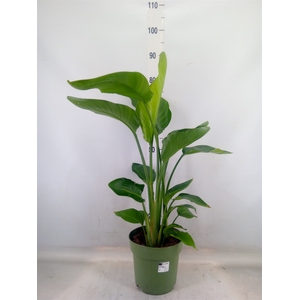 Strelitzia nicolai