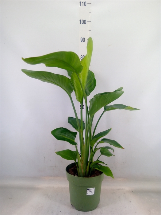 <h4>Strelitzia nicolai</h4>