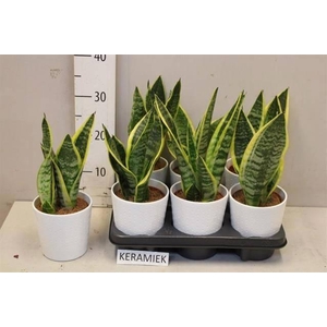 SANSEV FUTURA SUPERB