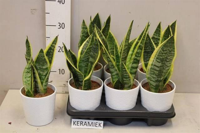 <h4>SANSEV FUTURA SUPERB</h4>