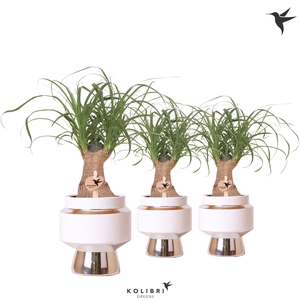 Kolibri Greens Beaucarnea in Le Chic pot silver
