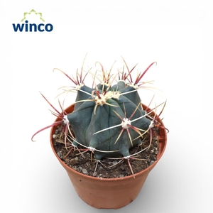 FEROCACTUS EMORYI