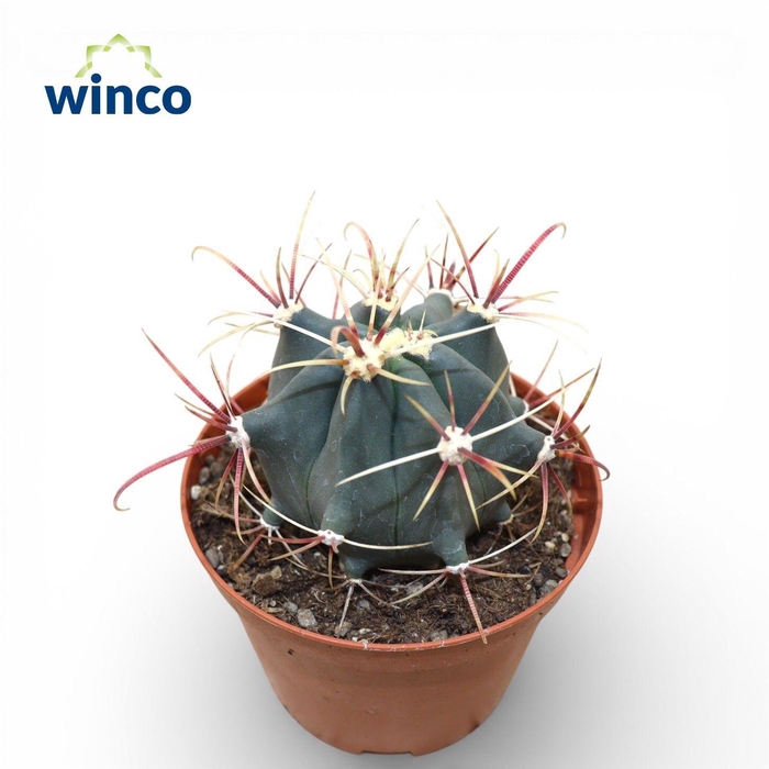 <h4>FEROCACTUS EMORYI</h4>