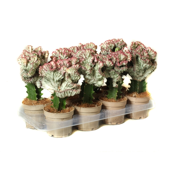 <h4>Euphorbia lactea cristata 12 cm</h4>