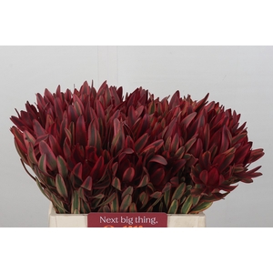 Leucadendron Jester