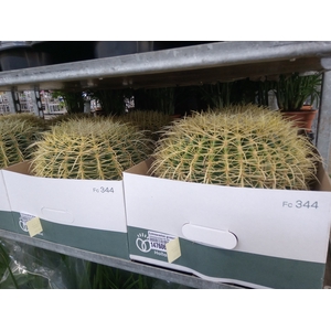 Echinocactus grusonii