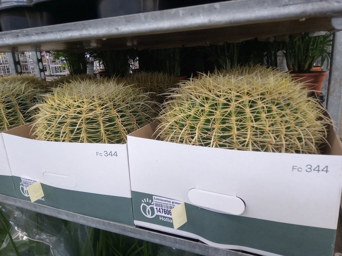 <h4>Echinocactus grusonii</h4>