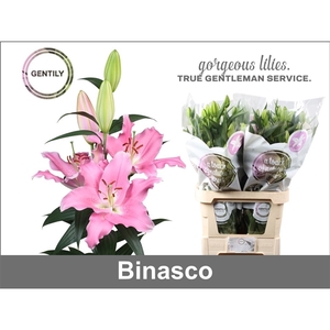 Li Or Binasco 3+