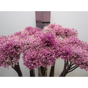 Allium Mount Cerise