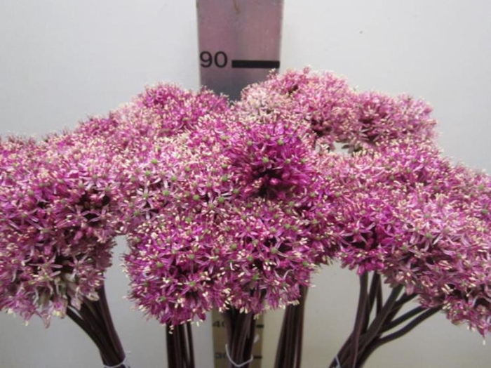 <h4>Allium Mount Cerise</h4>
