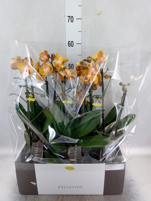 <h4>Phalaenopsis multi.   ...orange</h4>