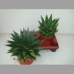 ALOE GEM
