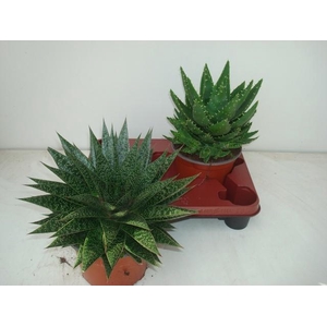 ALOE GEM