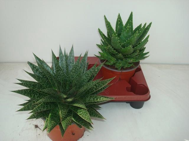 <h4>ALOE GEM</h4>