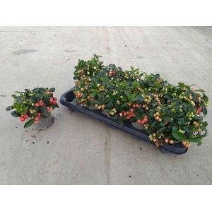 GAULTH PR BIG BERRY