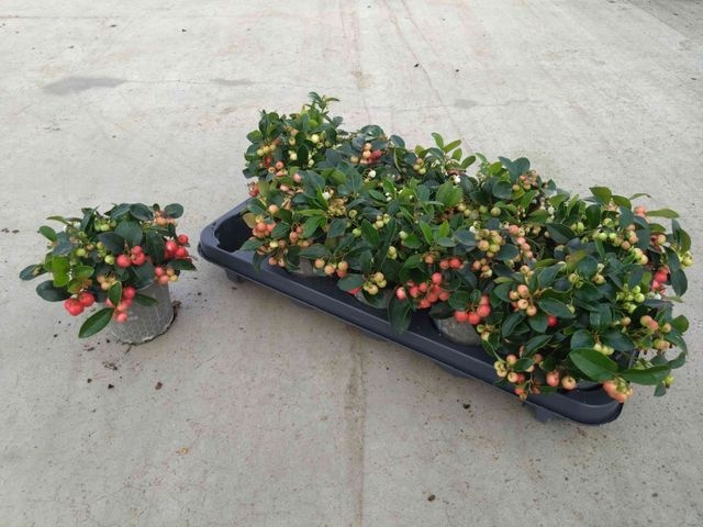 <h4>GAULTH PR BIG BERRY</h4>