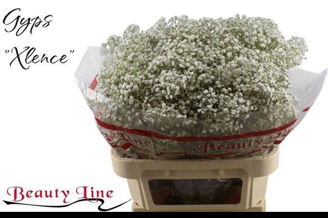 <h4>Gyps Pa Xlence</h4>