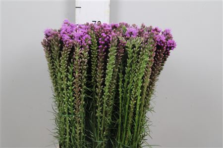 <h4>Liatris Spicata</h4>