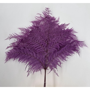 Dr Felce Di Bosco Bl Lilla Lilla