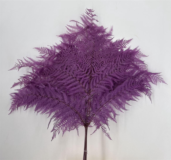 <h4>Dr Felce Di Bosco Bl Lilla Lilla</h4>