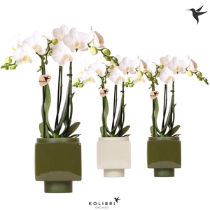 Kolibri Orchids Phalaenopsis 3 spike in Cube pot green mix