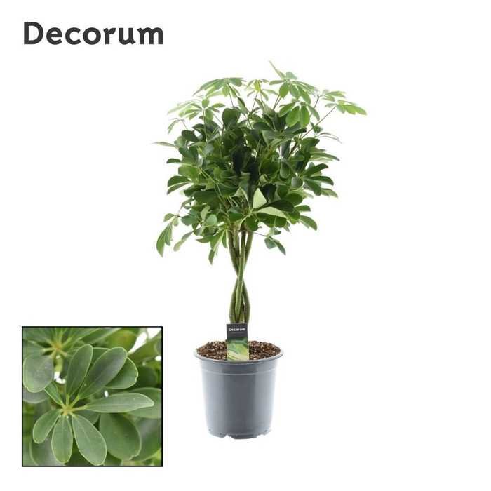 <h4>Schefflera Compacta (Nora) gevlochten stam (Decorum)</h4>