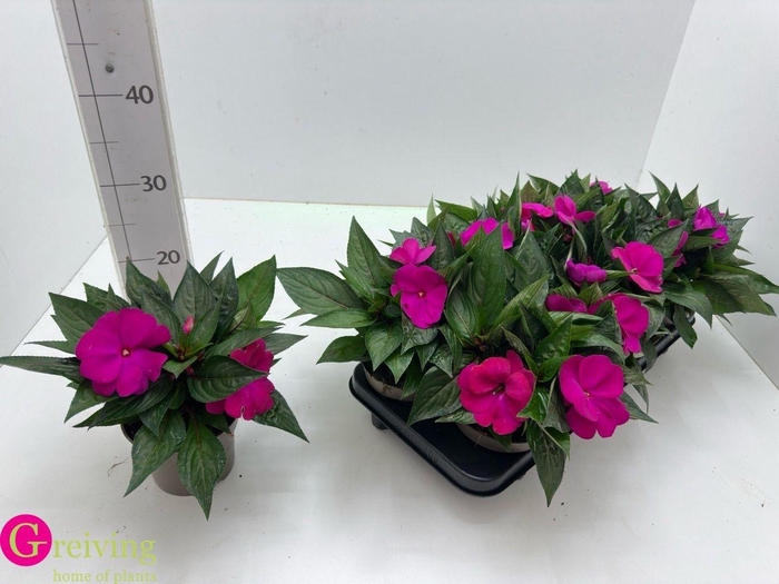 <h4>IMPAT NG TA VIOLET</h4>