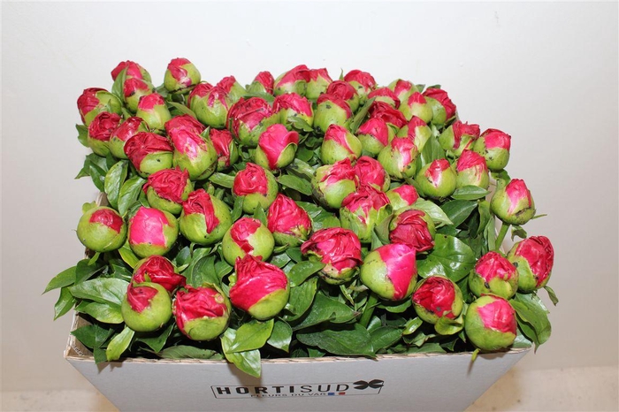 <h4>Paeo L Paula Fay</h4>