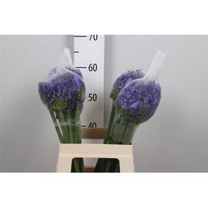 Agap Eyfori Blue