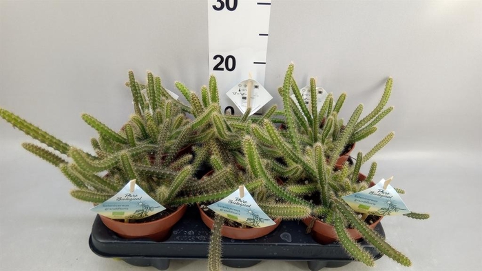 <h4>Cactus   ...mix</h4>