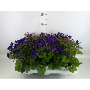 Pericallis cr. 'Senetti Blue Deep'