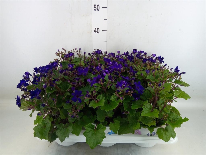 <h4>Pericallis cr. 'Senetti Blue Deep'</h4>