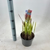 Imperata cylindrica Red