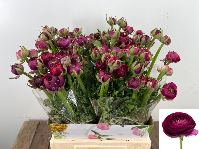 <h4>RAN EL VIOLET</h4>