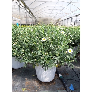 Argyranthemum frutescens mixed in pot