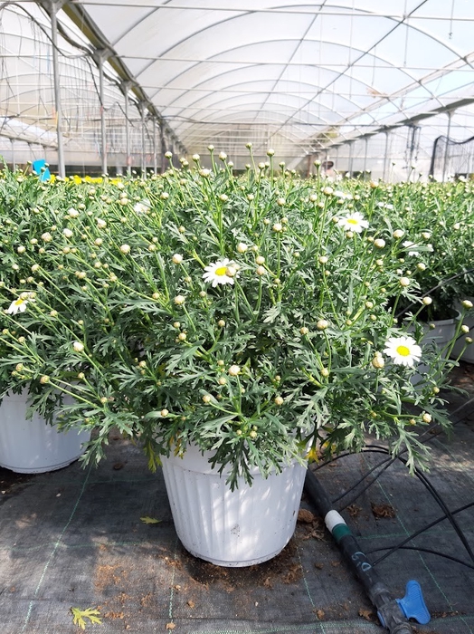 <h4>Argyranthemum frutescens mixed in pot</h4>